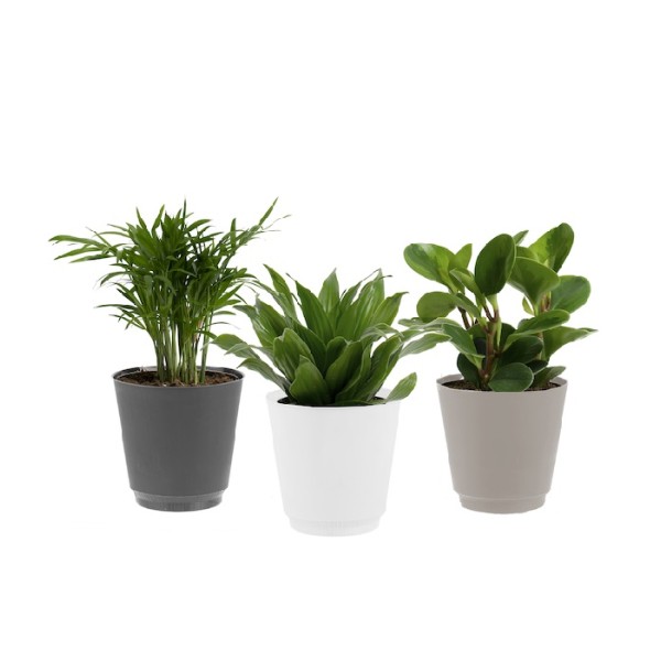 Assorted Tropical Plants